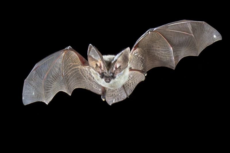 Health Risks Associated With Birds And Bats On Your Property