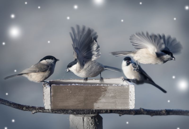 Pest Bird Management