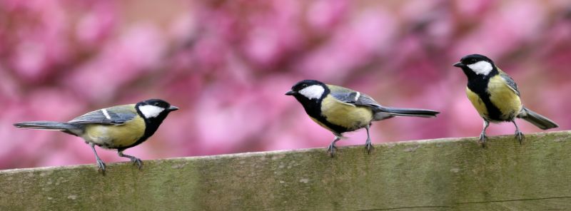 Pest Bird Management