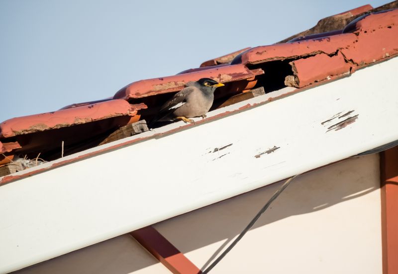 Consultants for Bird Damage Repair