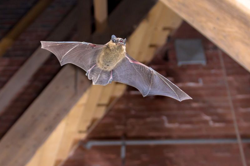 Why Commercial Bird And Bat Control Requires Professional Solutions